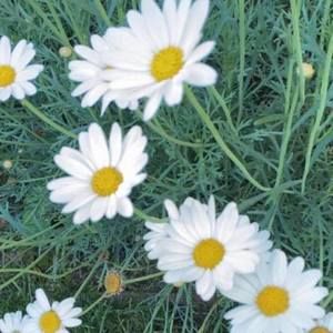 Meet your Posher, Aubree